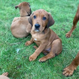 Hungarian Vizsla - Both