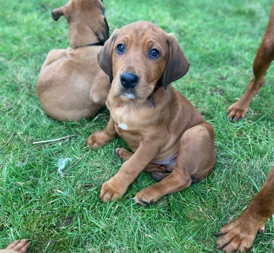 Hungarian Vizsla