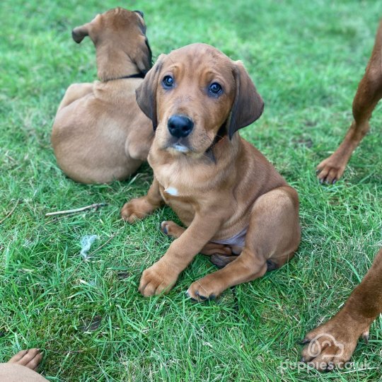 Hungarian Vizsla - Both