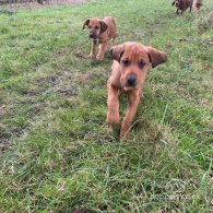 Hungarian Vizsla - Both