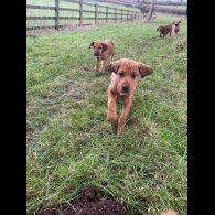 Hungarian Vizsla - Both