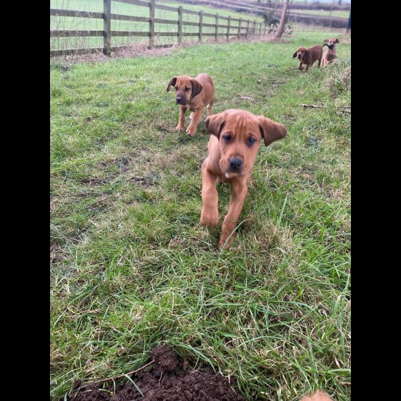 Hungarian Vizsla - Both