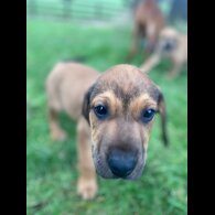 Hungarian Vizsla - Both