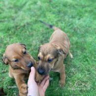 Hungarian Vizsla - Both