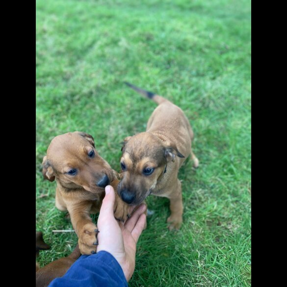 Hungarian Vizsla - Both