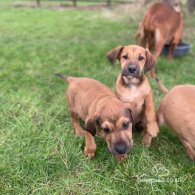 Hungarian Vizsla - Both