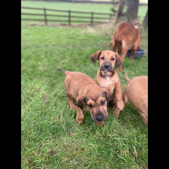 Hungarian Vizsla - Both