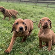 Hungarian Vizsla - Both