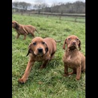 Hungarian Vizsla - Both