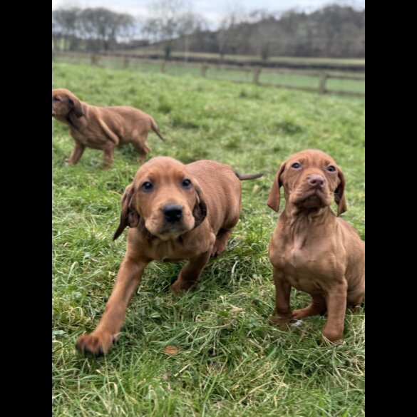 Hungarian Vizsla - Both