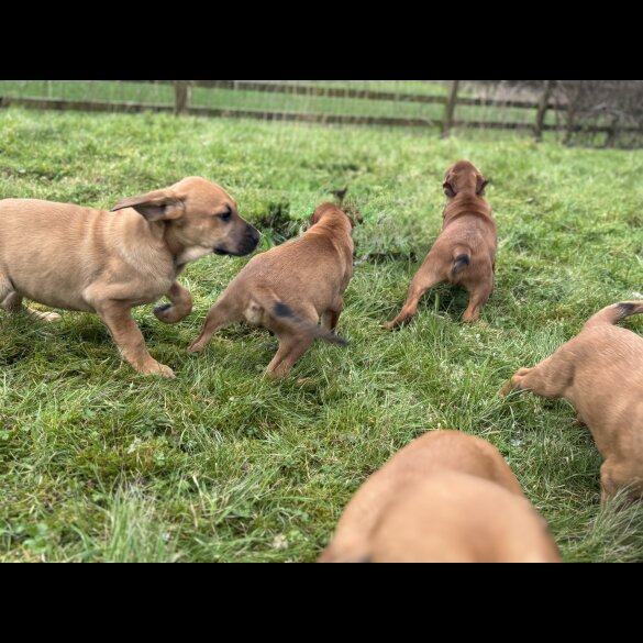 Hungarian Vizsla - Both