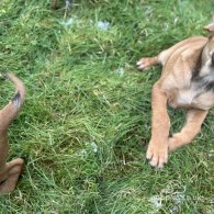 Hungarian Vizsla - Both