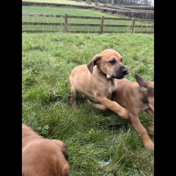 Hungarian Vizsla - Both