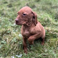 Hungarian Vizsla - Both