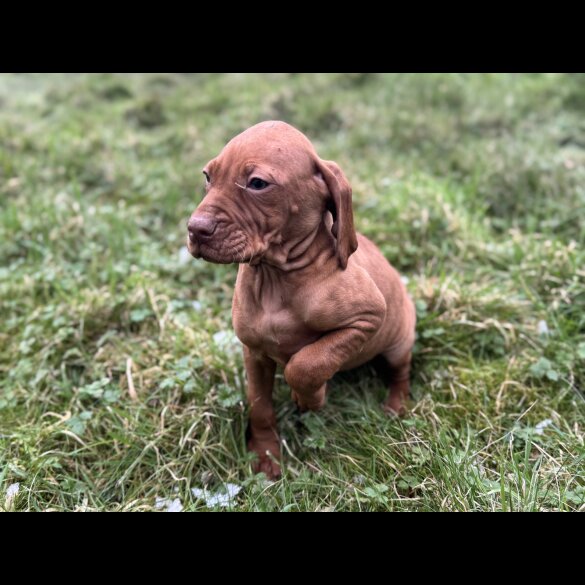 Hungarian Vizsla - Both