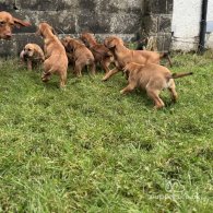 Hungarian Vizsla - Both