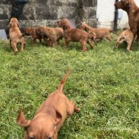 Hungarian Vizsla - Both