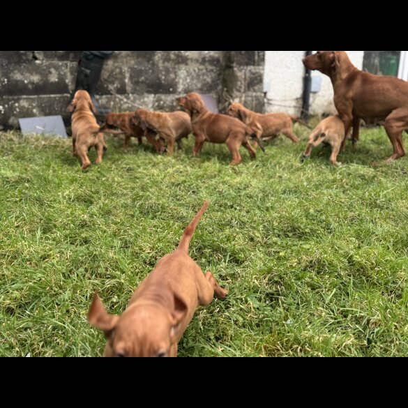 Hungarian Vizsla - Both