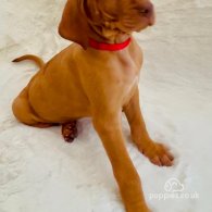 Hungarian Vizsla - Both