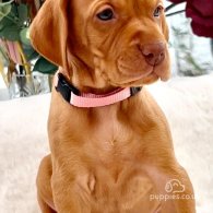 Hungarian Vizsla - Both