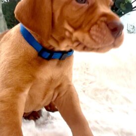 Hungarian Vizsla - Dogs