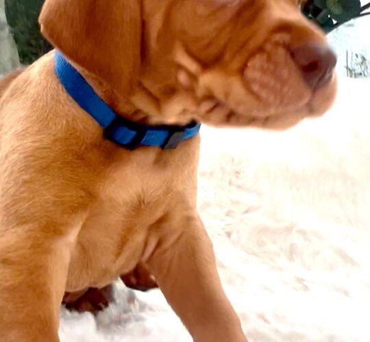 Hungarian Vizsla