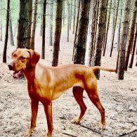 Hungarian Vizsla - Both