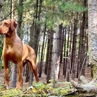 Hungarian Vizsla - Both