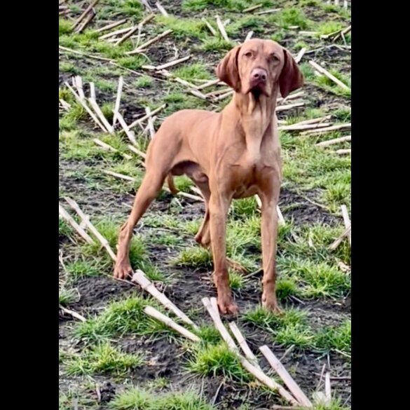 Hungarian Vizsla - Dogs