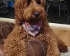 Irish Red and White Setter
