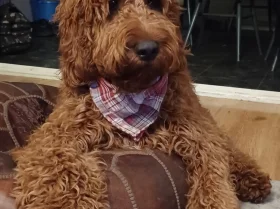 Irish Red and White Setter