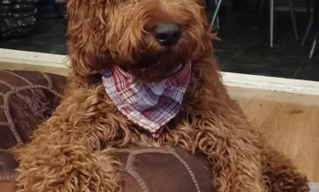 Irish Red and White Setter