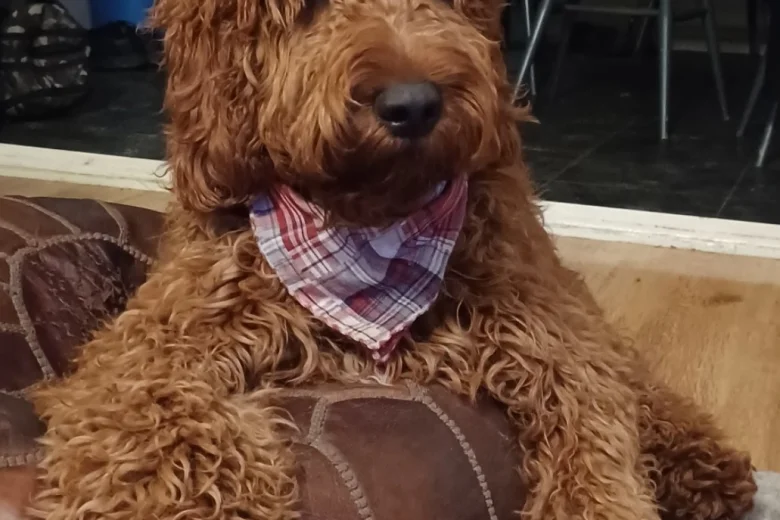 Irish Red and White Setter