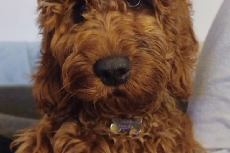 Irish Red and White Setter