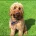 Irish Red and White Setter