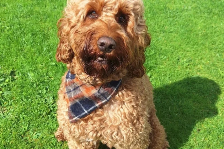 Irish Red and White Setter