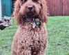 Irish Red and White Setter