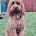 Irish Red and White Setter