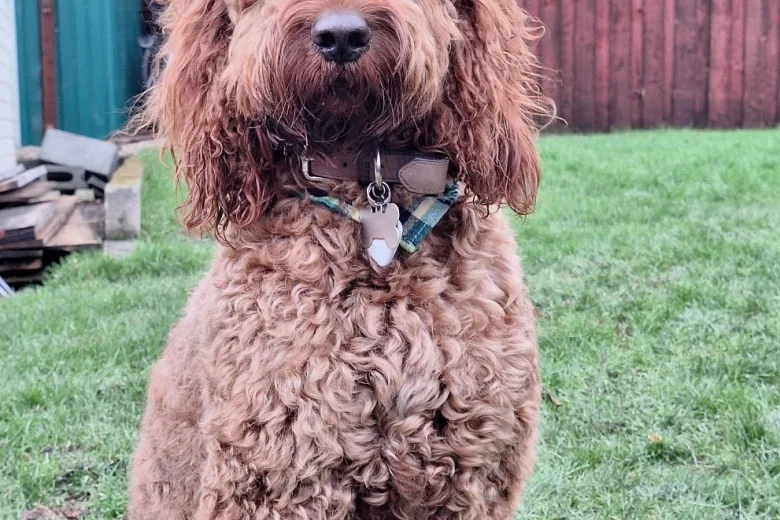 Irish Red and White Setter
