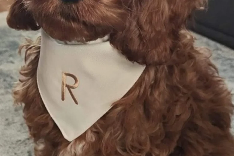 Irish Red and White Setter