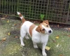 Jack Russell