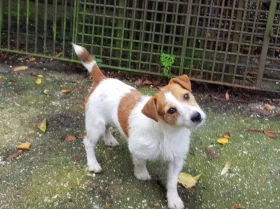 Jack Russell