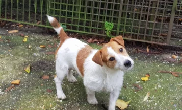Jack Russell