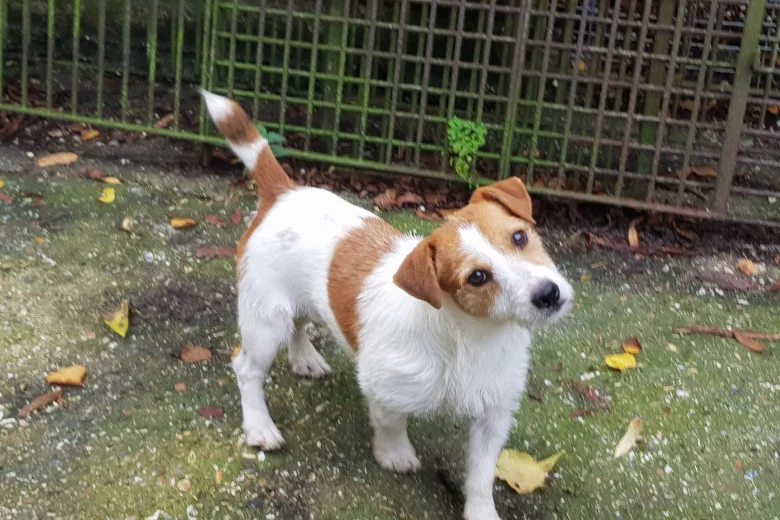 Jack Russell