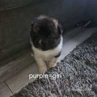 Japanese Akita Inu - Both