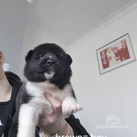 Japanese Akita Inu - Both