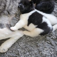 Japanese Akita Inu - Both