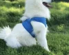 Japanese Spitz