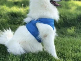 Japanese Spitz