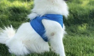 Japanese Spitz